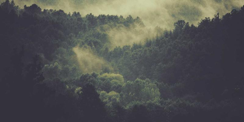 冬季家禽养殖关键：科学平衡保温与通风，提升家禽市场竞争力