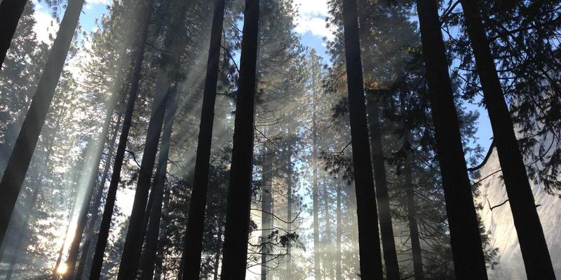 家禽养殖28：数字化时代下的家禽网交易新生态与养殖技术革新