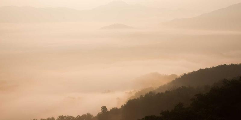 家禽养殖99：技术升级与农产品交易新机遇