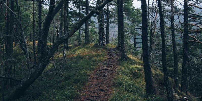 家禽养殖技术升级：科学通风系统设计如何破解氨气积聚与呼吸道疾病难题