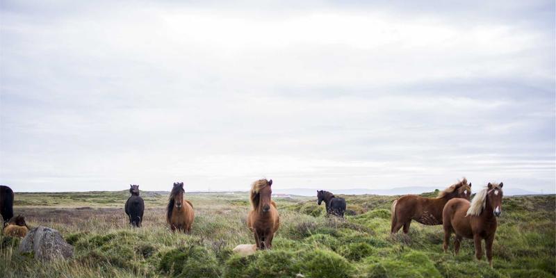 家禽养殖技术揭秘：科学光照程序如何提升家禽交易效益？