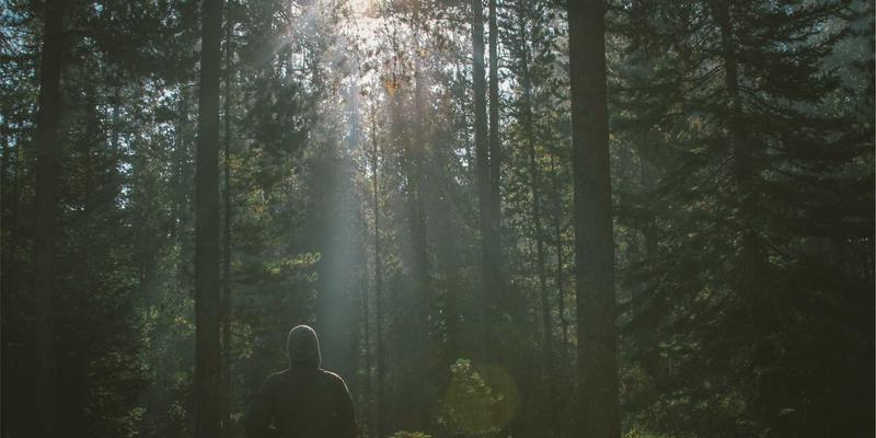 家禽孵化技术全解析：温度、湿度控制如何决定雏鸡质量与家禽养殖效益