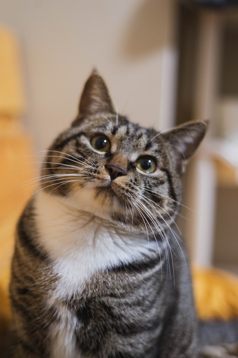 家禽养殖技术指导